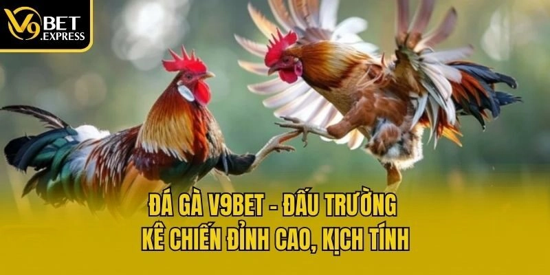 Đá gà V9bet - Đấu trường kê chiến đỉnh cao, kịch tính